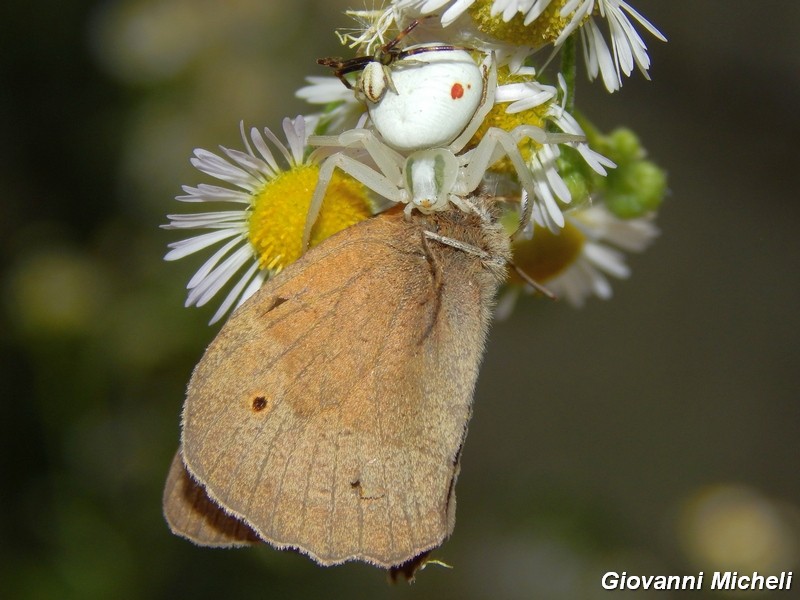 Misumena vatia: accoppiamento e predazione - Turbigo (MI)